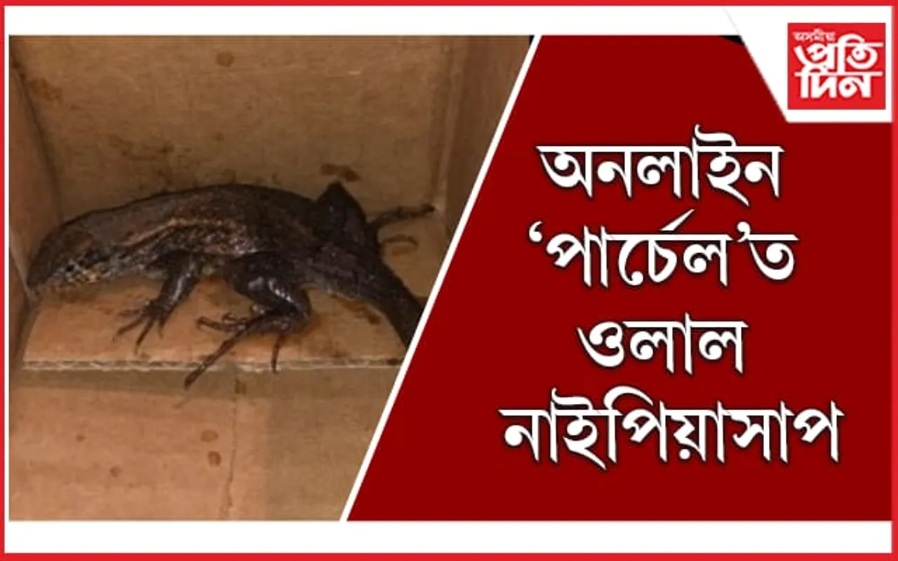অৰ্ডাৰ দিছিল এয়াৰ ফ্ৰায়াৰ, আহিল নাইপিয়া 